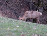 Hirsch0018